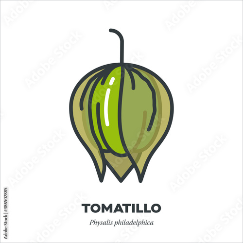 Tomatillo vegetable vector filled line icon