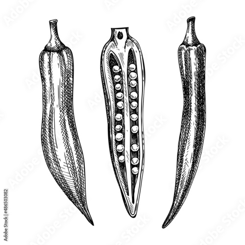 Fresh Okra sketch. Edible green seed pods drawing. Vegetable composition of tree hand-sketched plants. Vector illustration of raw cultivated okra.