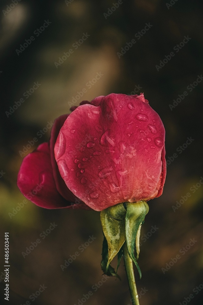 Obraz premium Red rose with water drops