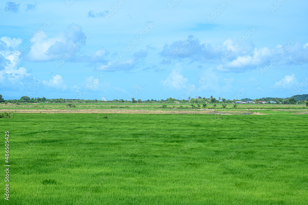 Green rice field in haiti island, agriculture panorama