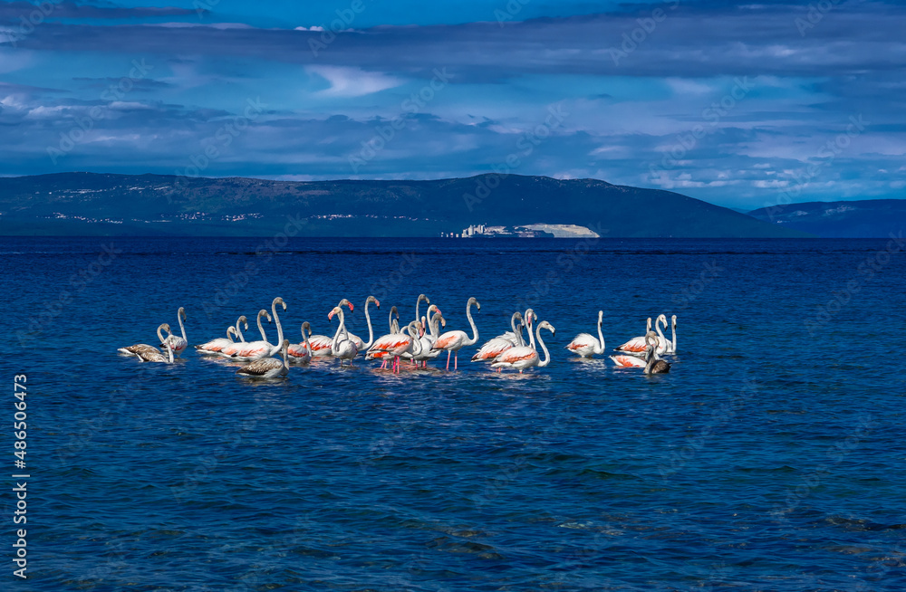 Flock Of Greater Flamingos (Phoenicopterus roseus) Taking A Travel Break In A Lagoon Of The Mediterranean Sea In Istria In Croatia