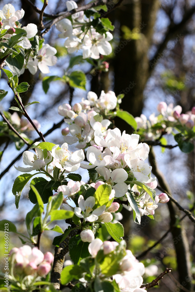 apple tree branch with spring flowers apple tree branch with spring flowers