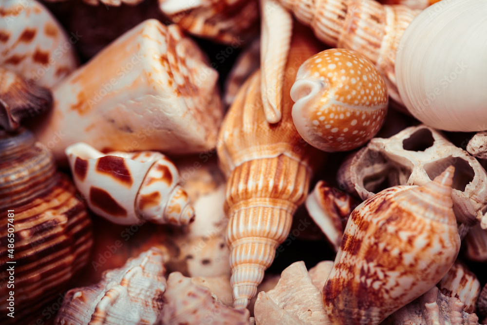 a lot of different empty sea shells, natural background, macro details a lot of different empty sea shells, natural background, macro details