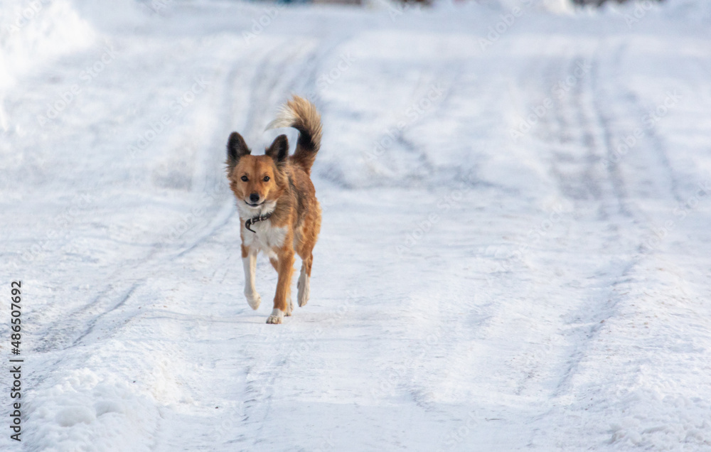 The dog walks in the snow in winter in the park.