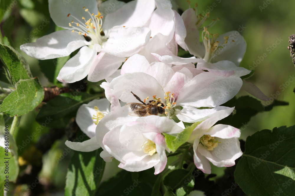 Fototapeta premium apple tree blooms in spring bee