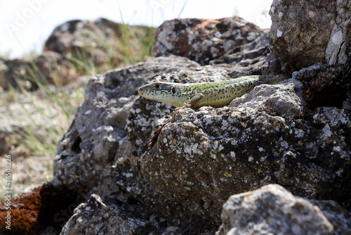 steppe lizard on a stone