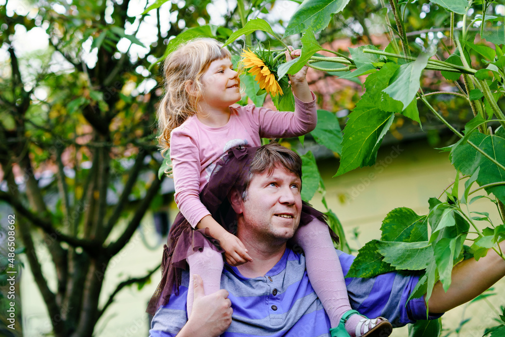 Little preschool girl sitting on shoulder of father with huge sunflower in domestic garden. Happy family, child and dad, middle-aged man cultivating flowers. Kids and ecology, environment concept.