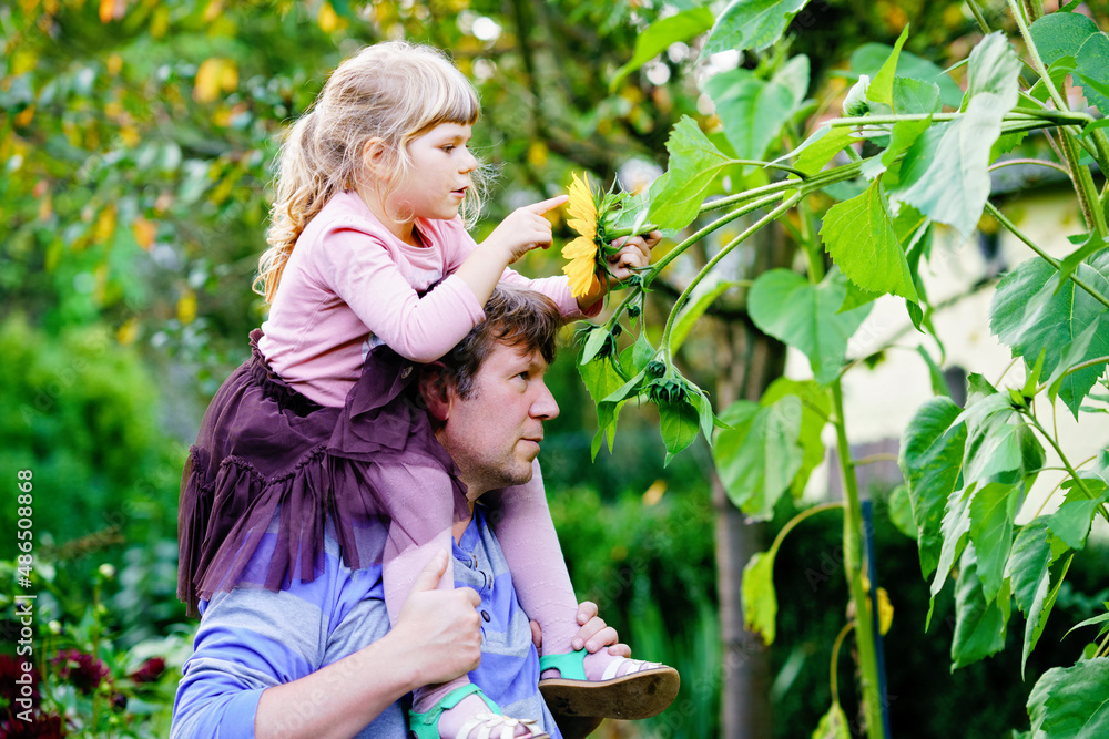 Little preschool girl sitting on shoulder of father with huge sunflower in domestic garden. Happy family, child and dad, middle-aged man cultivating flowers. Kids and ecology, environment concept. Little preschool girl sitting on shoulder of father with huge sunflower in domestic garden. Happy family, child and dad, middle-aged man cultivating flowers. Kids and ecology, environment concept.