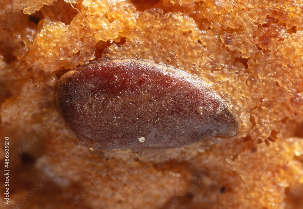 Sesame seeds on a ruddy cupcake.