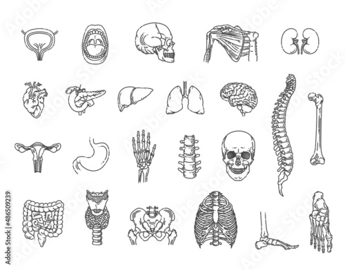 Set of vector line icons of anatomy. Internal organs and bones