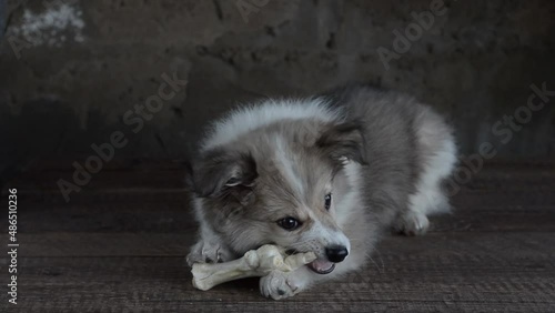 A small puppy nibbles a treat for dogs, a chicken paw, lying on a defocused background of a wooden floor