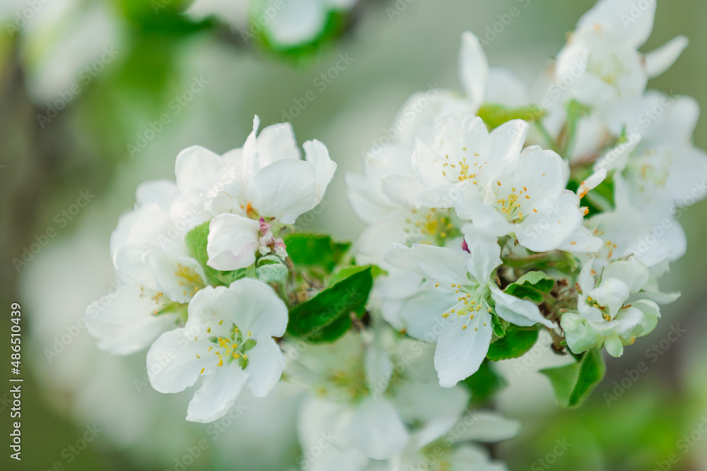 white flowers of apple tree close-up white flowers of apple tree close-up