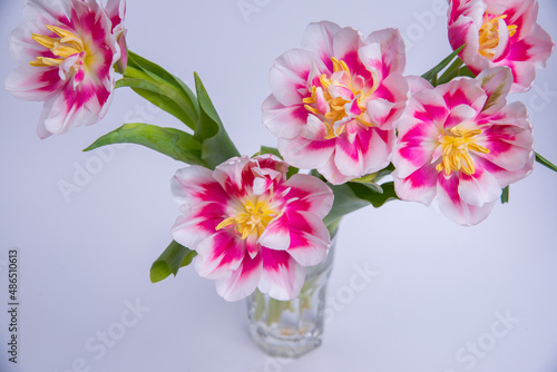 Colorful purple tulip flowers in a porcelain vase. Single object isolated on white background clipping path included. Spring garden flower