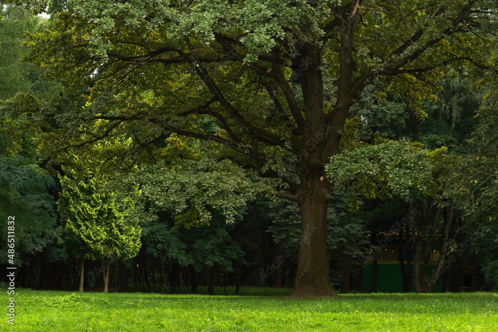 A large freestanding oak tree with lush foliage A large freestanding oak tree with lush foliage