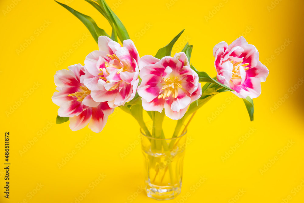 Beautiful spring flowers tulips in vase on yellow background. Festive concept with copy space. Beautiful spring flowers tulips in vase on yellow background. Festive concept with copy space.
