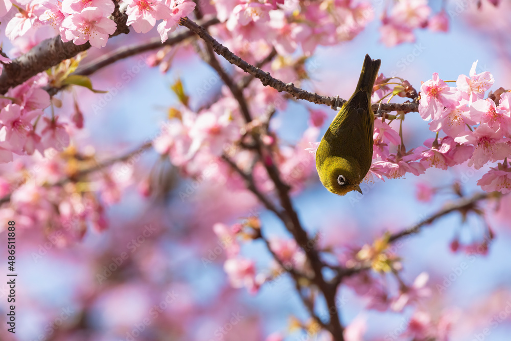 Japanese White-eye and Cerasus lannesiana Carriere at Shibuya, Tokyo, Japan Japanese White-eye and Cerasus lannesiana Carriere at Shibuya, Tokyo, Japan