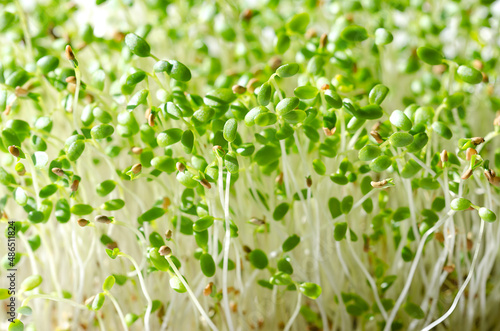 Red clover seedlings, close up. Microgreens and fresh sprouts of Trifolium pratense, a plant in bean family Fabaceae. Green shoots and young plants, a herb, used as a garnish or as a leaf vegetable.