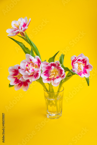 Wallpaper Mural Beautiful spring flowers tulips in vase on yellow background. Festive concept with copy space. Torontodigital.ca