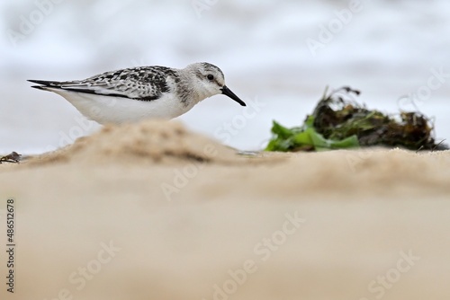 Ein Sanderling (Calidris alba) bei der Nahrungssuche am Strand. photo