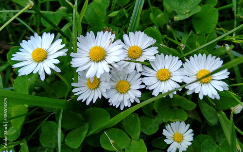 daisies in the grass