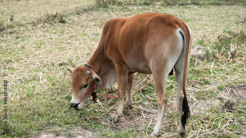 A brown cow eating grass in a field.