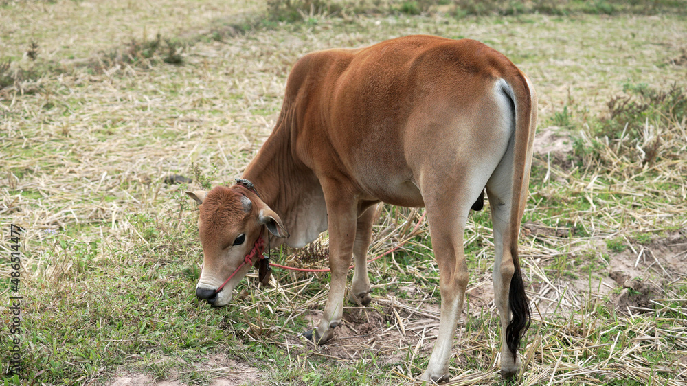 A brown cow eating grass in a field. A brown cow eating grass in a field.