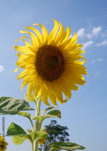 A single yellow blooming sunflower in the field with blue sky