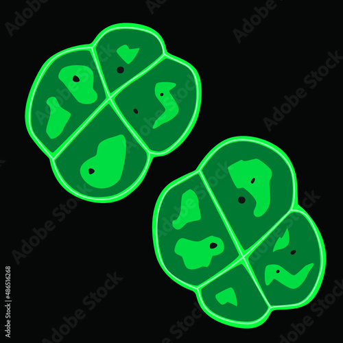 Group of Deinococcus-Thermus bacterias on black background, vector illustration