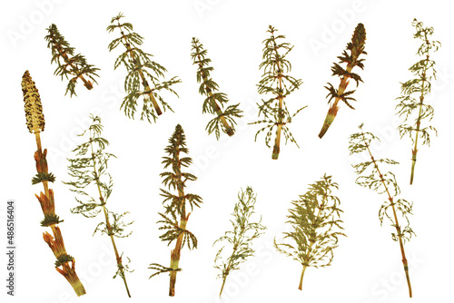 Dried plant  herbarium. Green swamp plants. Elements on a white background