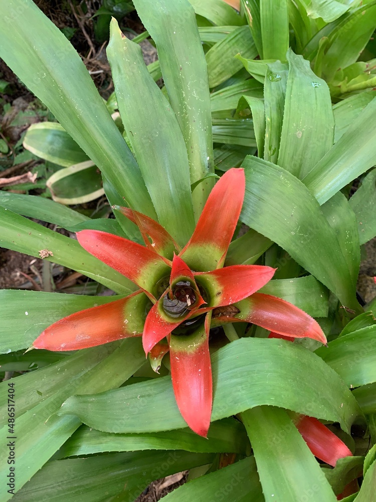 Obraz premium Bromélia