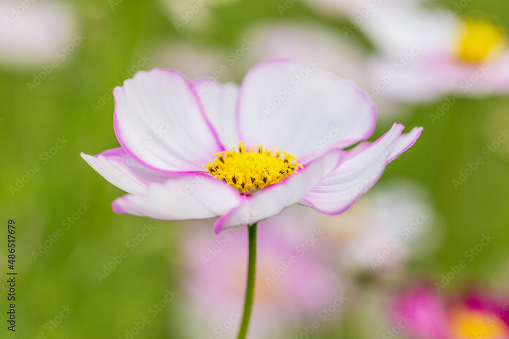 コスモスと優しい陽射し　コスモス　花
