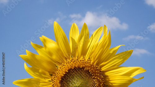 Close up of top half part of full blooming sunflower with blue sky and white cloud