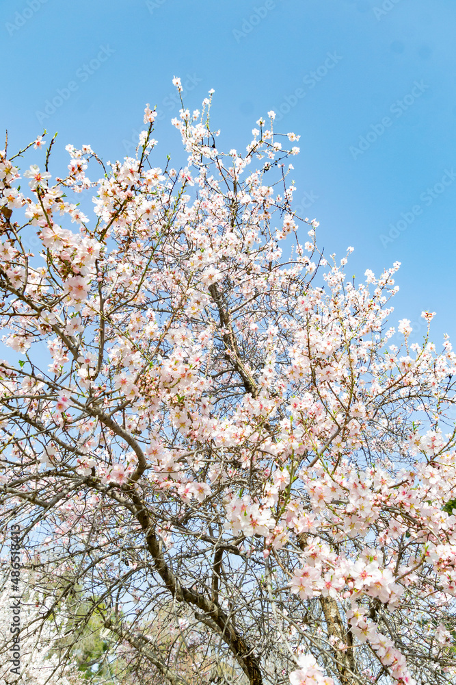 Almond blossoms. Almond tree full of white flowers on its branches close to spring in El Retiro park in Madrid on a clear day and blue sky, in Spain. Europe. Vertical photography.  Spring Time 2023.