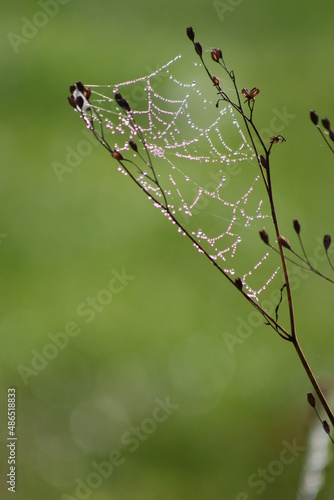 toile d'araignée araignée des jardins épeire