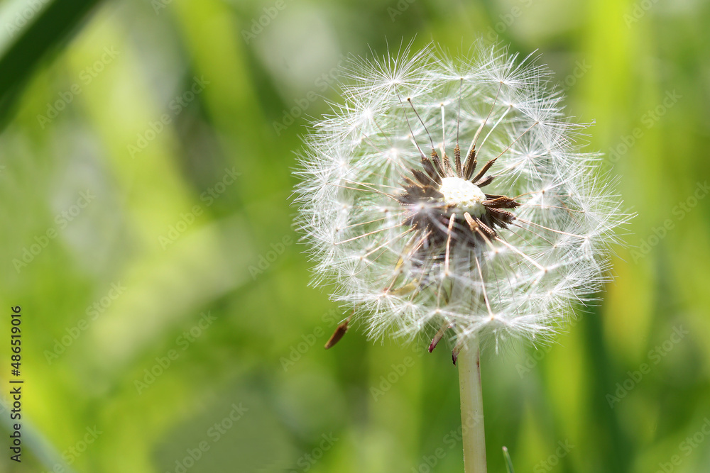 Fototapeta premium dandelion flower with seeds on a meadow background