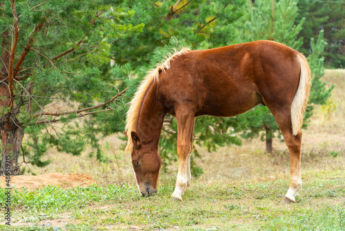 A chestnut colt grazes in a meadow on the edge of a pine forest