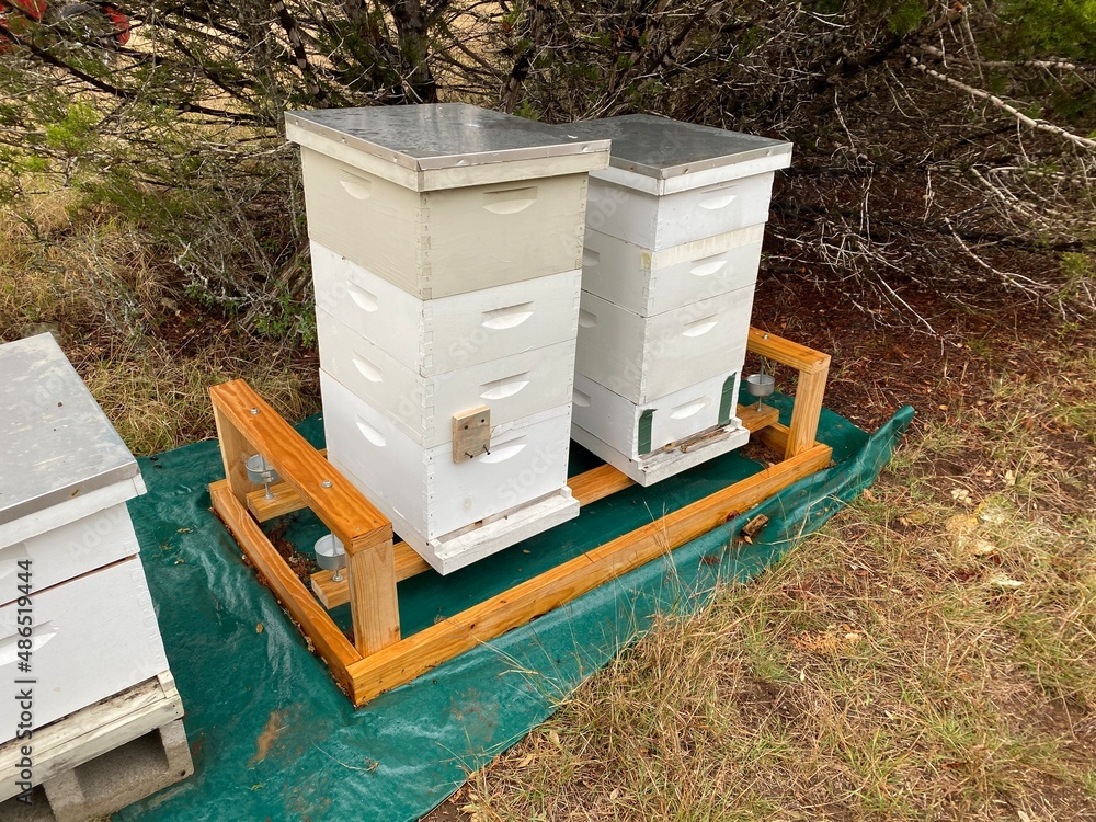 bee hives in the field bee hives in the field