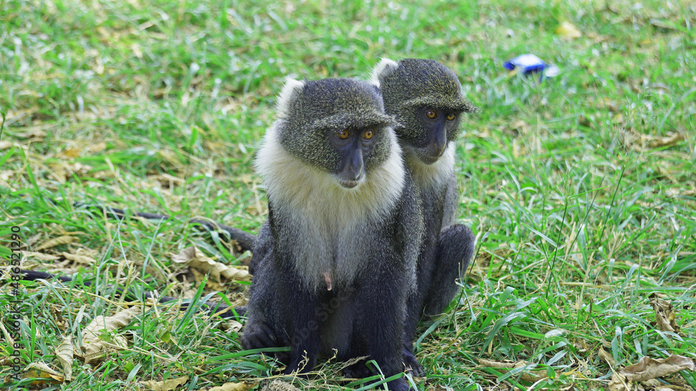 Obraz premium Blue monkeys spend time playing and searching for food in the forests of Kenya. Rare animals in Nairobi Park