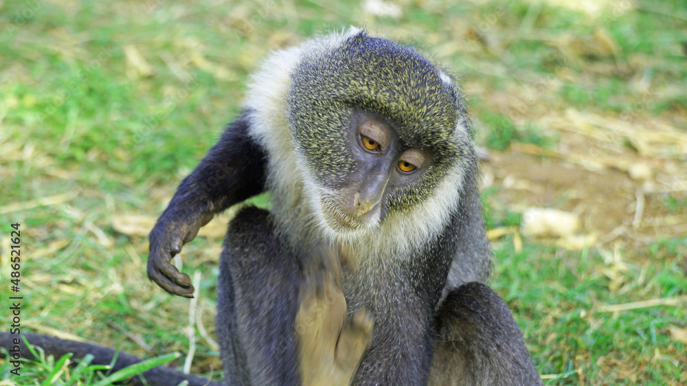 Obraz premium Blue monkeys spend time playing and searching for food in the forests of Kenya. Rare animals in Nairobi Park