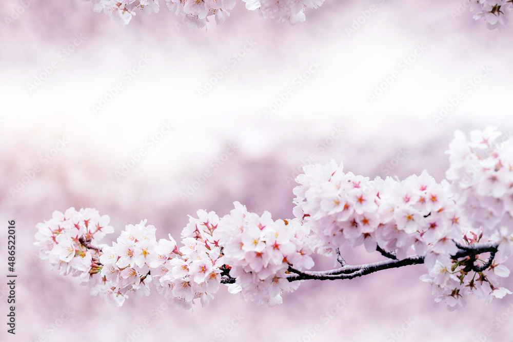 Cherry blossoms blooming in Spring. Spring background. Cherry blossoms in nature with soft focus. Cherry blossoms blooming in Spring. Spring background. Cherry blossoms in nature with soft focus.