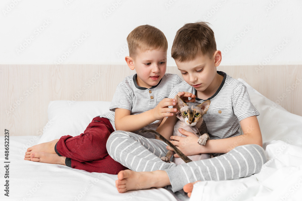Relationship cat and human. Friendship with pet. Two kids play with gray canadian sphynx cat on bed. Emotional support animal. Indoor activity Relationship cat and human. Friendship with pet. Two kids play with gray canadian sphynx cat on bed. Emotional support animal. Indoor activity