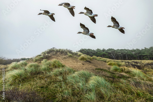 Picture of widy dune landscape with flying Greylag Geese in Hollands Duin near Noordwijk in the Dutch province of South Holland with perspective view along shell path photo