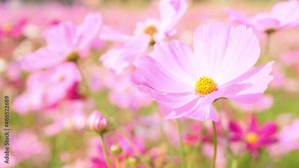 Beautiful Landscape of Cute Pink Cosmos Flowers Blooming in A Botanical Garden in Autumn or Fall, Blossom or Bloom Background,