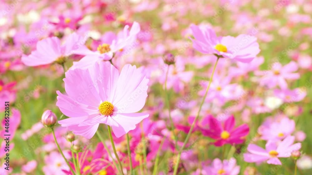Beautiful Landscape of Cute Pink Cosmos Flowers Blooming in A Botanical Garden in Autumn or Fall, Blossom or Bloom Background, Beautiful Landscape of Cute Pink Cosmos Flowers Blooming in A Botanical Garden in Autumn or Fall, Blossom or Bloom Background,