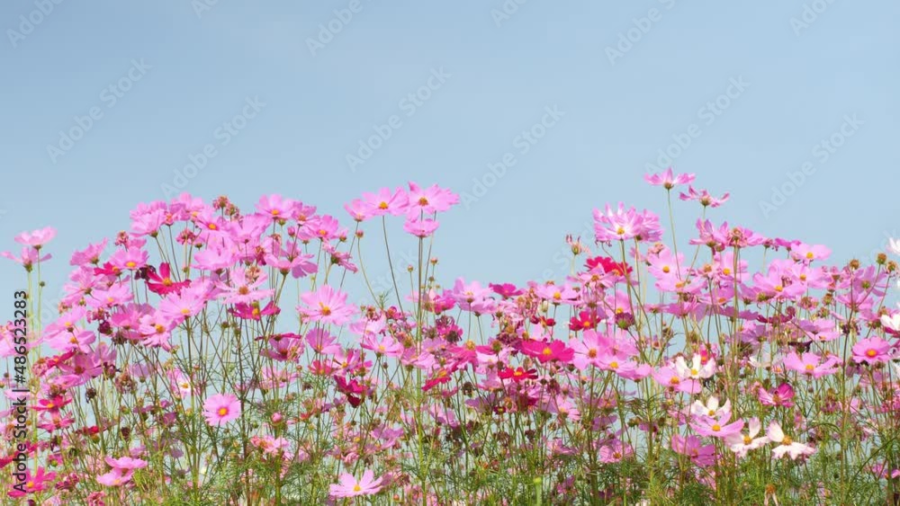 Beautiful Landscape of Cute Pink Cosmos Flowers Blooming in A Botanical Garden in Autumn or Fall, Blossom or Bloom Background, Beautiful Landscape of Cute Pink Cosmos Flowers Blooming in A Botanical Garden in Autumn or Fall, Blossom or Bloom Background,