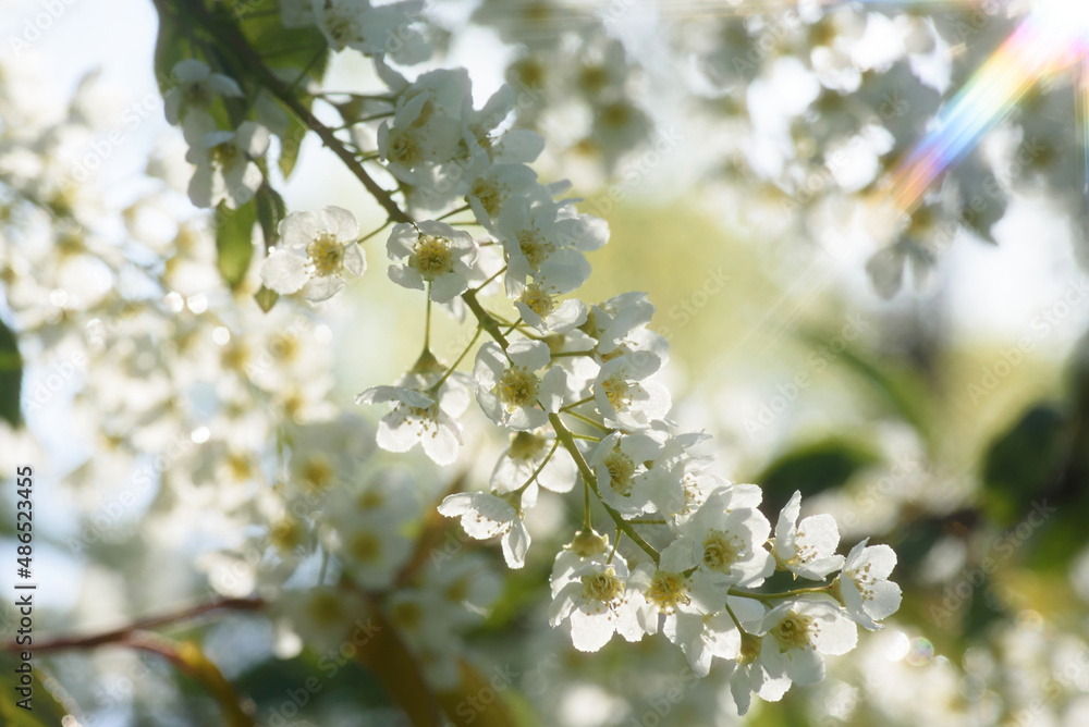 Flowering clusters of bird cherry on the branches of a tree. White spring flowers. Rays of light through the branches of cherry trees with white flowers. Flowering clusters of bird cherry on the branches of a tree. White spring flowers. Rays of light through the branches of cherry trees with white flowers.