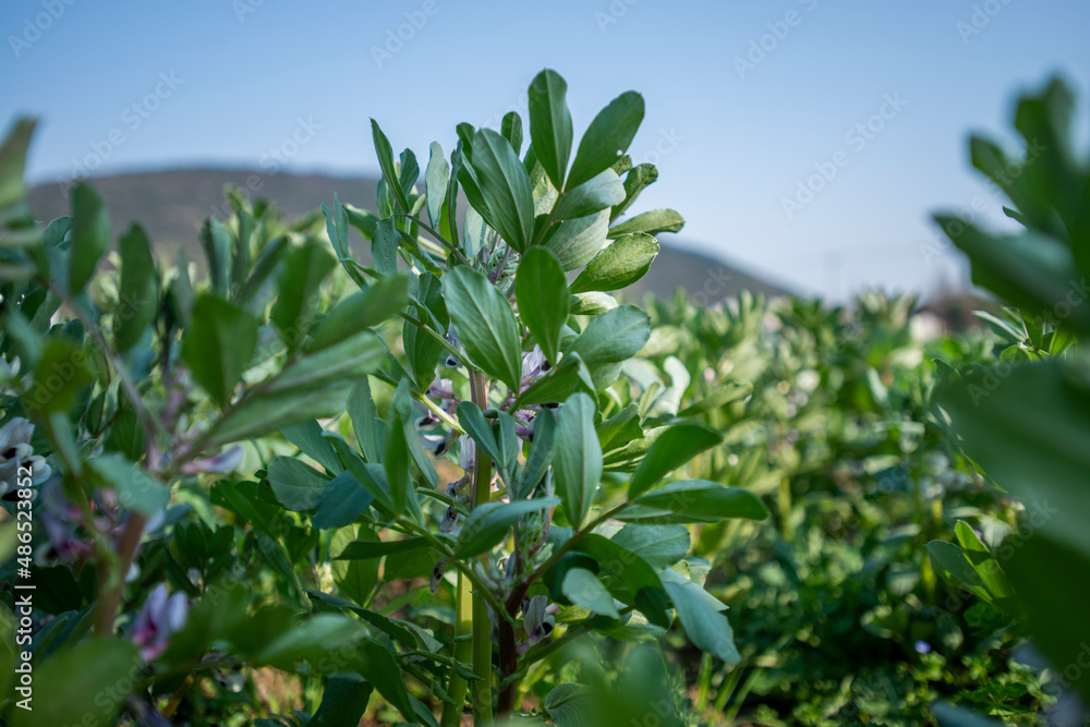 Ripe food in the field Ripe food in the field