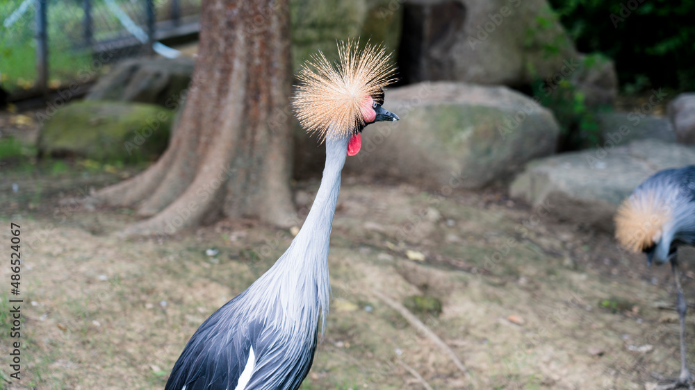 Fototapeta premium grey crowned crane