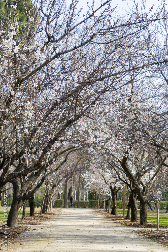 Path with almond trees on the sides full of white flowers in the proximity of spring in the El Retiro park in Madrid, in Spain. Europe. Vertical photography.  Spring. Spring Time 2023.
