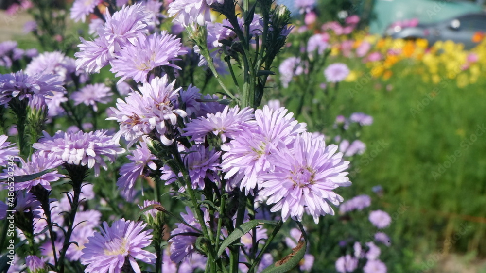 A bouquet soft violet aster with its green leaves background A bouquet soft violet aster with its green leaves background